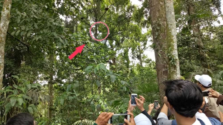 Owa Jawa di Hutan Konservasi Bodogol. (Foto: Ganendra)