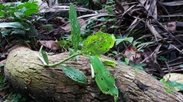 Daun ini penghilang rasa gatal (dok.yayat)