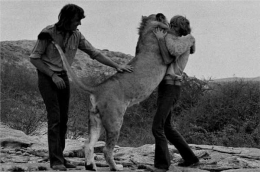 Christian The Lion and Friends (sumber: www.cnnindonesia.com)