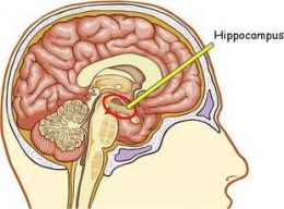 Hippocampus memiliki fungsi vital terkait daya ingat. Ilustrasi: brainmadesimple.com