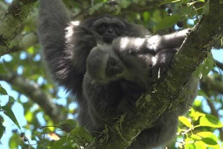 Owa Jawa |Foto: kompas.com