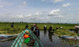 Illustrasi : Survei Ubinan di Kab. Hulu Sungai Selatan, Kalsel (sumber : Ahmad Babam Rizanie) 