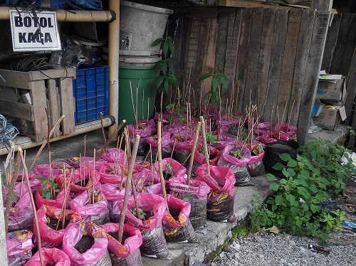 Ada yang jadi kompos dan buat pupuk (dokpri)