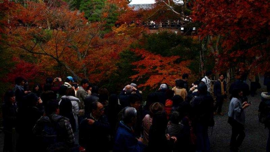 Masyarakat berbondong-bondong melihat momiji di Toufukuji, Kyoto (Dokumentasi Pribadi)