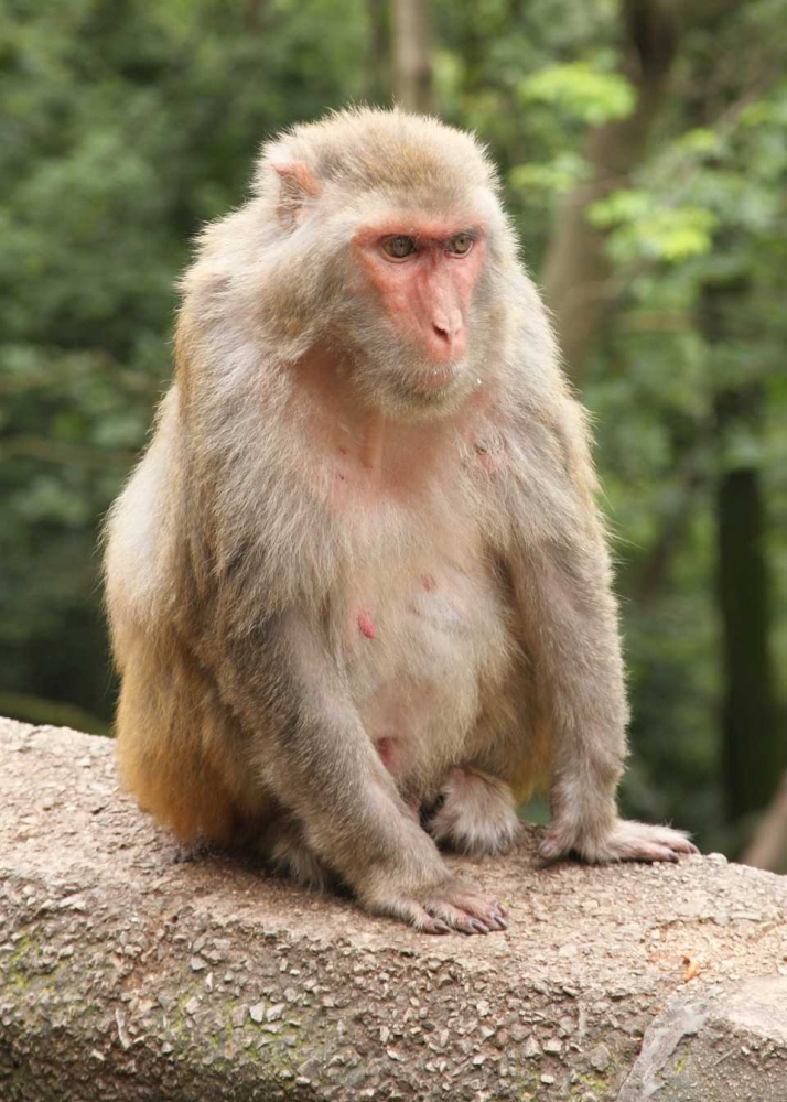 kera rhesus (Macaca mulatta)