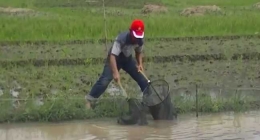 Dengan sistem tanam mina padi meningkatkan penghasilan petani dari panen padi dan budidaya ikan.
