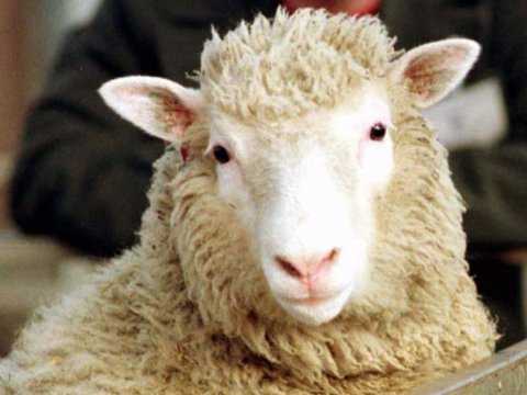 Kelahiran domba Dolly yang merupakan hasil kloning sel somatik pertama di dunia menghebohkan dunia ilmu pengetahuan.Photo: Paul Clements/AP