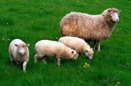 Domba Dolly bersma 3 anak betinanya Lucy, Darcy dan Cotton. Photo: The Roslin Institute, The University of Edinburgh.