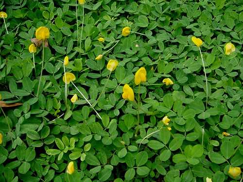 Arachis P