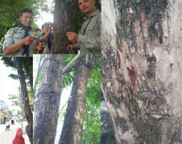 Benda-benda yang mengganggu pertumbuhan pohon di Jalur Hijau Kota Medan (dok Fahutan USU Nopember 2017)