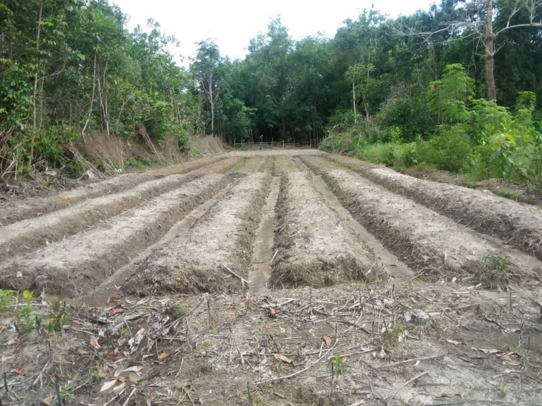 Bedeng untuk tanaman yang telah di cangkul dan siap untuk ditanam. Foto dok. Yayasan Palung