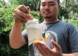 Ikan beunteur. Foto: Konservasi DAS Ciliwung