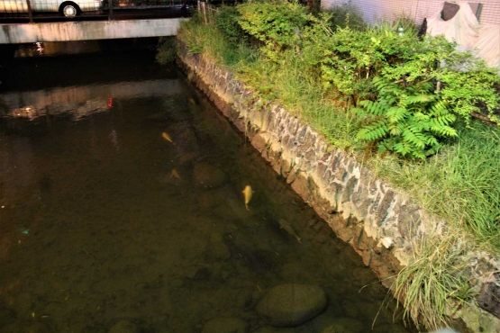 Ikan koi hidup bahagia di sungai kecil di Jepang