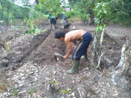 Menyiapkan bedeng untuk di tanam dengan aneka tanaman. Foto dok. Yayasan Palung