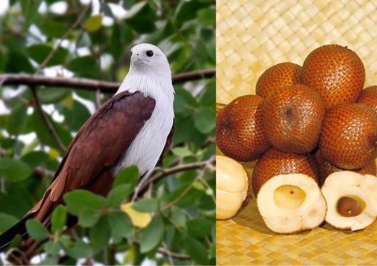 Maskot DKI Jakarta: Elang Bondol dan Salak Condet. Foto: The Colour of Indonesia