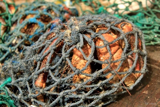 Kepiting Kenari (dokpri)