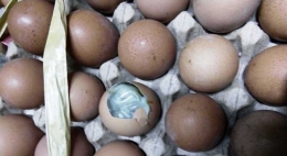 Cangkang tebal dan bersih tidak menjamin kesegaran telur (Dokumentasi Pribadi)