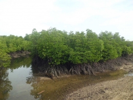 Kawasan mangrove di Belakangpadang. Bila terlihat bebas sampah seperti ini, lebih bagus kan? | Dokumentasi Pribadi