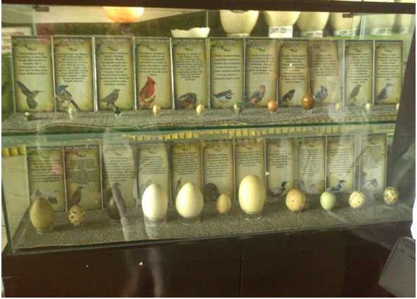 Tukang omelet pun, akhirnya terpukau dengan aneka telur di Eko Green Park | Dok. Pribadi