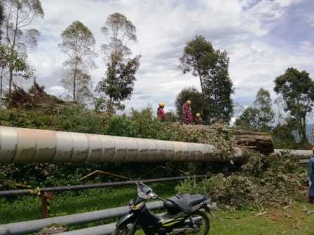 Pohon Tumbang Menimpa Pipa Gas (Dokpri)