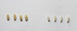 Kiri: beras PK dengan struktur beras yang masih lengkap, kanan: beras putih, terlihat bagian atas (lembaga) terpotong