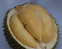 sumber :bpblogspot.co.id/durian pontiaanak