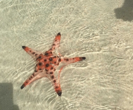 Bintang Laut yang masih ditemukan di pulau yang ada di Belitung (dokumentasi pribadi)