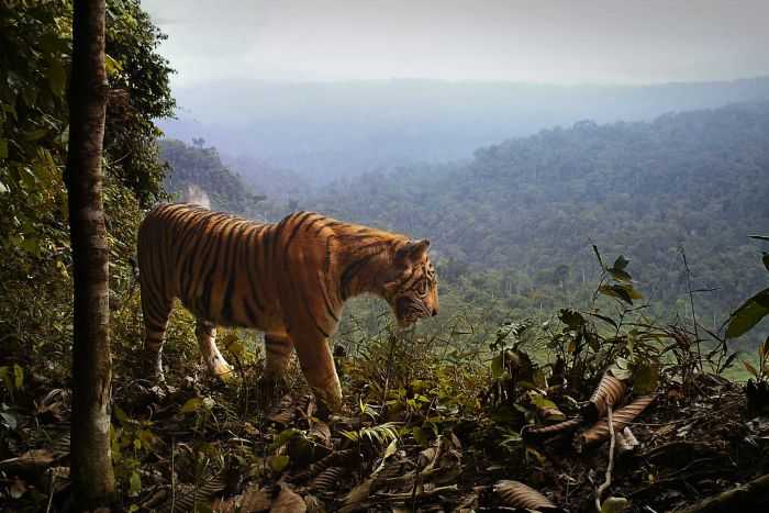 Harimau Sumatera yang hidup di Taman Nasional Bukit Barisan. Photo: Matthew Scott Luskin 