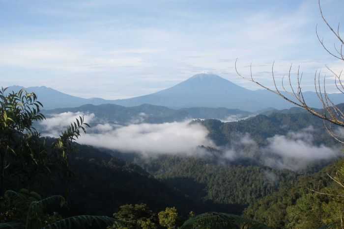 Pada tahun 2012 di taman nasional Seblat Kerinci ini jumlah harimau betina produktif hanya tinggal 42 ekor saja . Photo: Matthew Scott Luskin