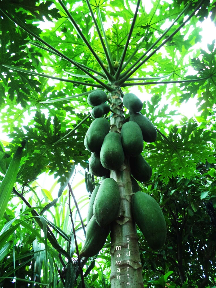 Buah pepaya bisa kita makan, daunnya bisa untuk sayur dan campuran pakan ayam (dok.pri)