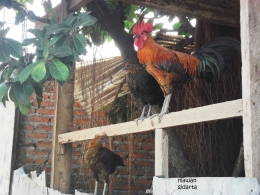 Ayam jago di antara ayam betina (Arab)(dok.pri)