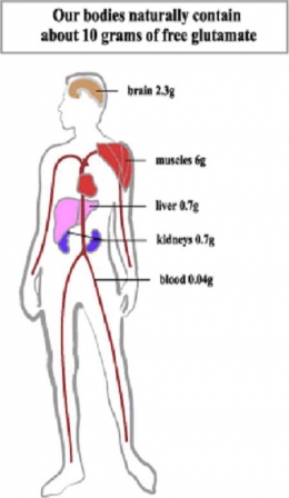 (Sumber gambar 3: https://msgfacts.com/wp-content/uploads/glutamate-in-our-bodies_diagram.gif)