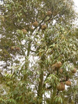 Buah durian yang ada di Warso Farm (Sumber photo: eyecatching-eyecandy)