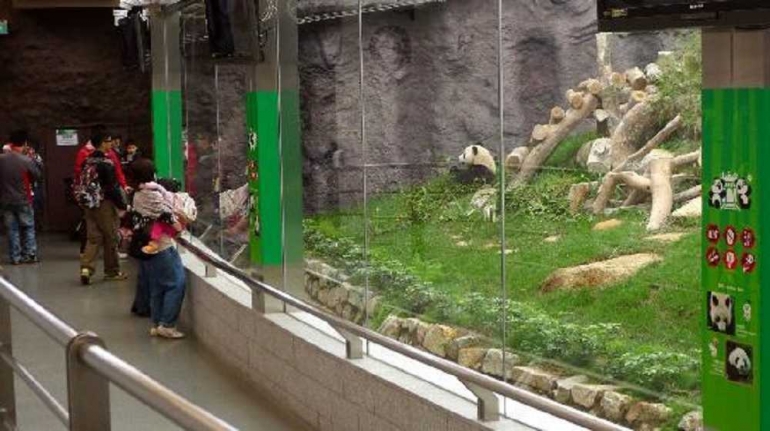 Macao Giant Panda Pavilion (https://www.tripadvisor.com.sg)
