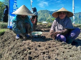 Petani Desa wisata Sembalun, Lombok Timur NTB menanam bawang putih (Dokumentasi Pribadi)