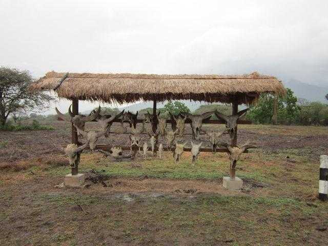 Mobil avanza saya sudah sampai di taman baluran banyuwangi (dok asita)