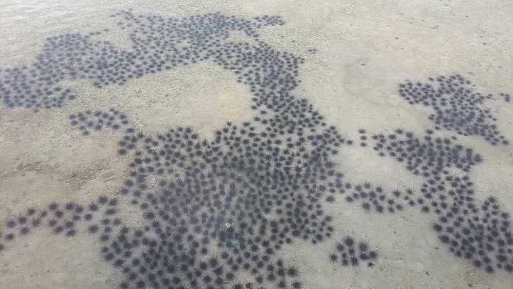 Bulu babi di depan penginapan (dokumen pribadi)