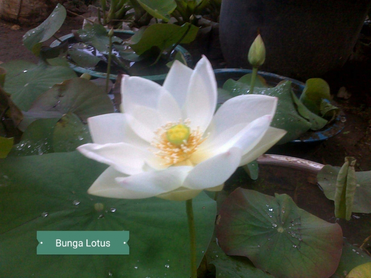 Ternyata Bunga Teratai Itu Tidak Sama Dengan Lotus Kompasiana Com