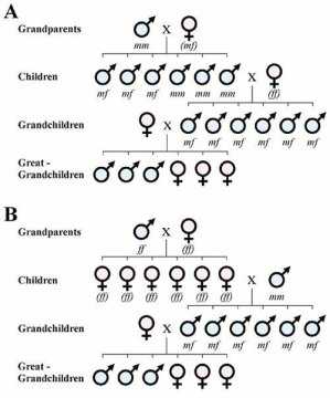 Silsilah ini menunjukkan bagaimana kecenderungan memiliki anak laki laki atau perempuan itu ditentukan oleh suami. Sumber: University of Newcastle