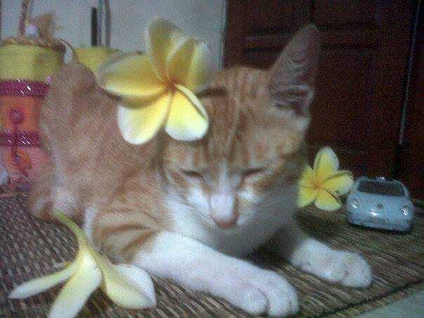 Kucing Memiliki Rasa Persahabatan Halaman 1 Kompasiana Com