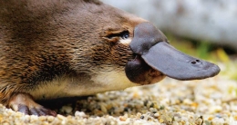 Deskripsi : Moncong Platypus yang menyerupai bebek (sumber gambar : piecesofvictoria.com)