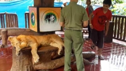 Taman Safari Indonesia diduga membius seekor singa untuk digunakan sebagai properti foto para turis.