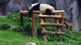 Macao Giant Panda Pavillion (foto : Tripadvisor)