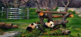 Bisa melihat dan berfoto dengan panda. | Dokumentasi journeywart.com
