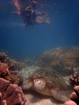 Berenang bersama penyu di Pulau Derawan (dok Kakaban)