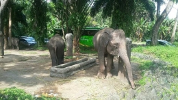 Gajah Sumatera di Taman Safari Bogor