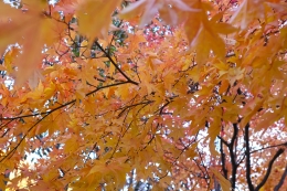 Nuasan musim gugur yang kental (dokumentasi pribadi)