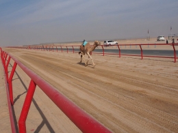 Kuwait Camel Racing Club Setiap Hari Sabtu Jam 13:30 - 17:00 Tiket Masuk: Gratis