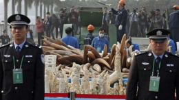 Pemusnahan 6 ton gading ilegal di Tiongkok. Photo : AP Photo/Vincent Yu 