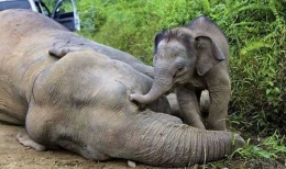 Perburuan liar mengancam esksistensi gajah di alam liarnya. Photo: Getty